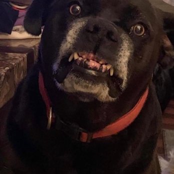 Pizza Hut - a black dog with his mouth open - Pizza Near Me - Jamestown, Tennessee Pizza Hut - a black dog with his mouth open - Pizza Near Me - Jamestown, Tennessee