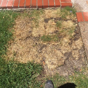 The Sod Shop - Before pic of the grass, top corner, that didn't make it. - Nurseries & Gardening Near Me - Martinez, California The Sod Shop - Before pic of the grass, top corner, that didn't make it. - Nurseries & Gardening Near Me - Martinez, California