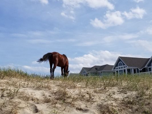 Corolla Wild Horse Fund by null