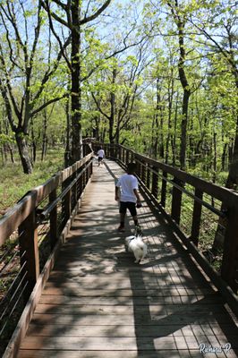 Cheaha State Park by null