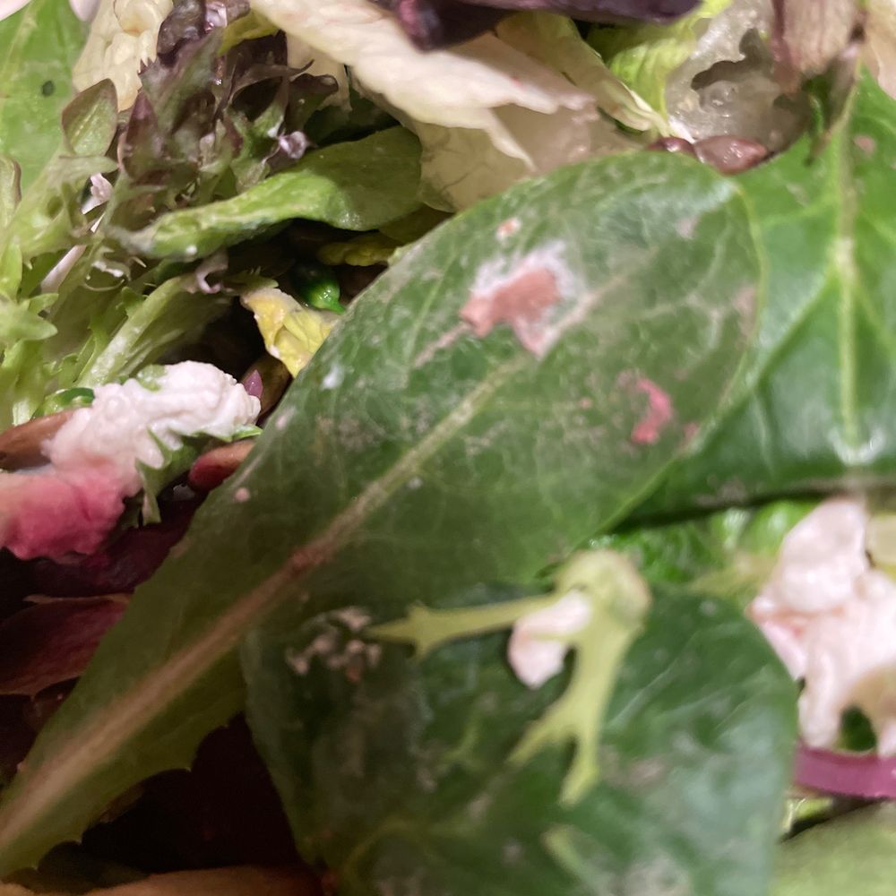 Greens & Grains - Dirt or fertilizer still on the lettuce - New American Near Me - Alameda, California Greens & Grains - Dirt or fertilizer still on the lettuce - New American Near Me - Alameda, California