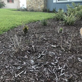 Landscape 941 - More dead crotons - Landscaping Near Me - Bradenton, Florida