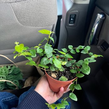 Plantiitas - Creeping fig - Home Decor Near Me - Long Beach, California Plantiitas - Creeping fig - Home Decor Near Me - Long Beach, California