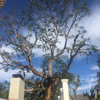 Supreme Tree Experts - Trees trimmed. Excellent job. - Tree Services Near Me - Santa Ana, California Supreme Tree Experts - Trees trimmed. Excellent job. - Tree Services Near Me - Santa Ana, California