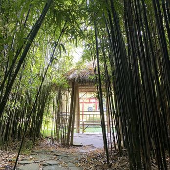 Bamboo Giant Nursery and Gardens - Nurseries & Gardening Near Me - Aptos, California Bamboo Giant Nursery and Gardens - Nurseries & Gardening Near Me - Aptos, California