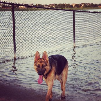 Upper Horsepen Creek Park - Beau enjoying a dip in the lake for his birthday - Dog Parks Near Me - Houston, Texas Upper Horsepen Creek Park - Beau enjoying a dip in the lake for his birthday - Dog Parks Near Me - Houston, Texas