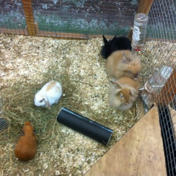 Kings Heath Pet Centre - Cuties! - Pet Stores Near Me - Birmingham, XWM