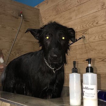 Dippity Dog - Loki getting a bath! - Pet Groomers Near Me - Oceanside, California