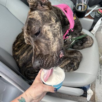 Ripleigh's Creamery - Pup enjoying the Madagascar vanilla - Ice Cream & Frozen Yogurt Near Me - Emmitsburg, Maryland