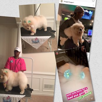 TH Grooming - Puppy Chow - Pet Groomers Near Me TH Grooming - Puppy Chow - Pet Groomers Near Me