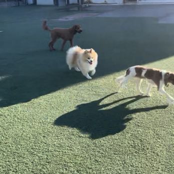 Country Dog Ranch - Back of the house play area shown in the video sent to me. The house looks kinda decrepit. - Pet Training Near Me - Los Angeles, California