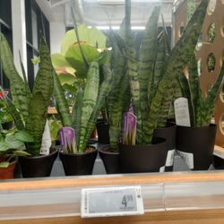 Canadian Tire - Snake plants!