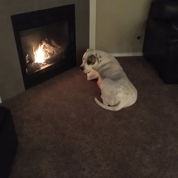 Huck Finn Kennels - Maverick, my sweet, amazing, American Bulldog - Pet Sitting Near Me - Kennewick, Washington