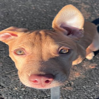 Timber and Co. Dog Boarding/Daycare - Dog Walkers Near Me Timber and Co. Dog Boarding/Daycare - Dog Walkers Near Me