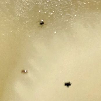 Wonderful Chinese Restaurant - Zoomed in bugs! - Chinese Near Me - Citrus Heights, California Wonderful Chinese Restaurant - Zoomed in bugs! - Chinese Near Me - Citrus Heights, California