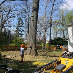 Affordable Tree Service - Taking down a tree leaning towards the house.