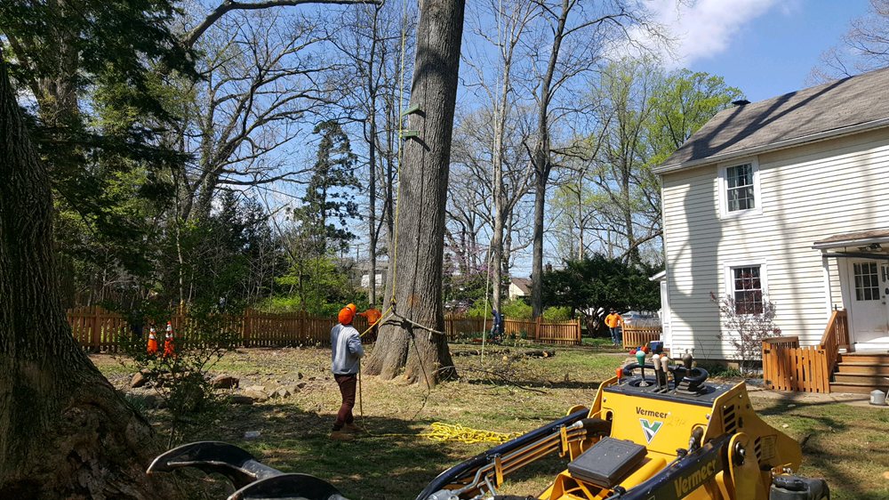 Affordable Tree Service - tree service in Annapolis Junction, MD