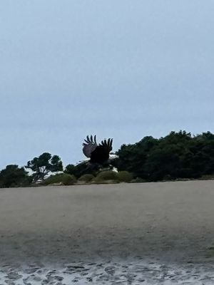 Shake N Burger Coos Bay by null