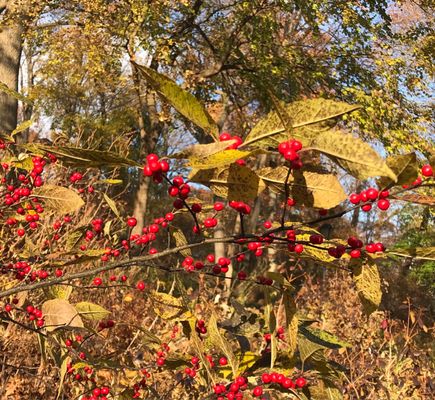 Fort Tryon Park by null