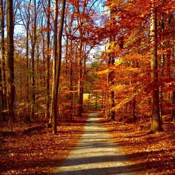 Brookside Gardens - Walkway from dog park to the lake during autumn season - Botanical Gardens Near Me - Wheaton, Maryland Brookside Gardens - Walkway from dog park to the lake during autumn season - Botanical Gardens Near Me - Wheaton, Maryland