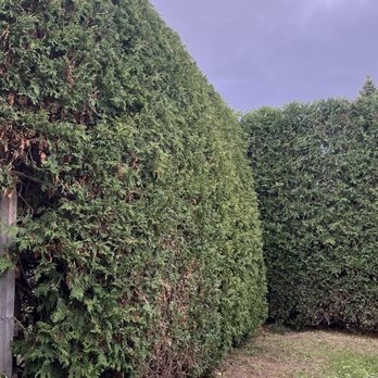 Entretien Exterieur MKP - Haies - Lawn Services Near Me