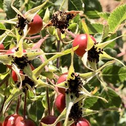 Rosehips flourishing in El Palo Alto Park!