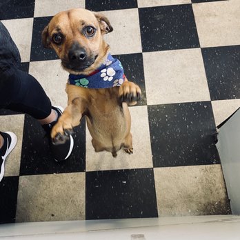 Pets Love Us - Pet Groomers Near Me - Whittier, California Pets Love Us - Pet Groomers Near Me - Whittier, California