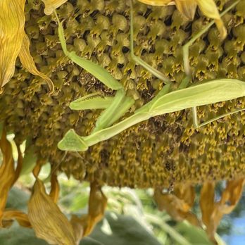 Armstrong Garden Centers - Mantis friend - Nurseries & Gardening Near Me - La Habra, California Armstrong Garden Centers - Mantis friend - Nurseries & Gardening Near Me - La Habra, California