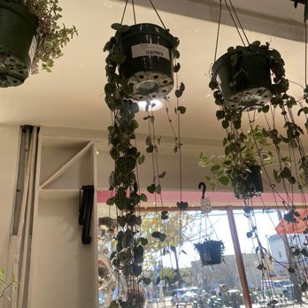 Plantiitas - String of hearts - Home Decor Near Me - Long Beach, California Plantiitas - String of hearts - Home Decor Near Me - Long Beach, California