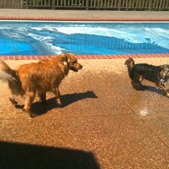 TLC Mobile Pet Grooming - Beau and Layla playing with the hose - Pet Groomers Near Me