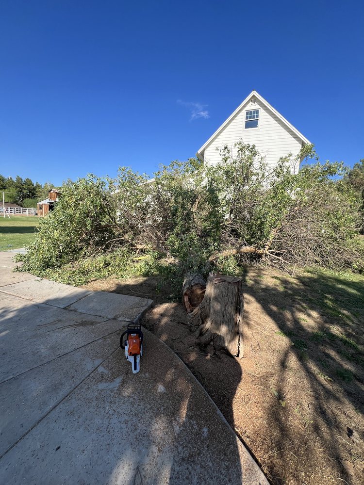 The Saw Guys - tree service in Mesa, AZ