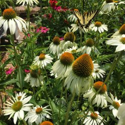 Glebe Mountain Gardens & Landscaping - Glebe Mountain Gardens & Landscaping