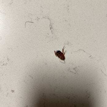 Bridgeport Coast Apartments - Roach on my kitchen countertop. - Apartments Near Me - Santa Clarita, California Bridgeport Coast Apartments - Roach on my kitchen countertop. - Apartments Near Me - Santa Clarita, California