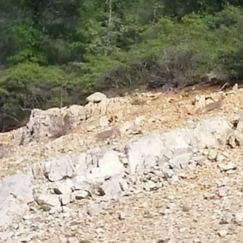 Tsasdi Resort - Local wildlife... - Venues & Event Spaces Near Me - Lakehead, California