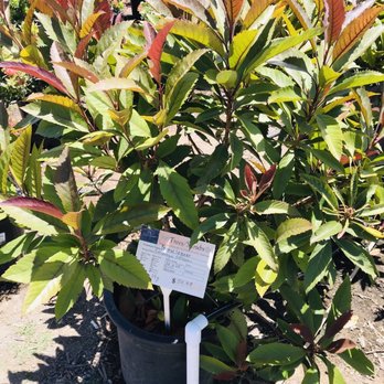 Briggs Nursery & Tree - More plants - Nurseries & Gardening Near Me - Vista, California