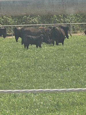 Redhouse Beef by null