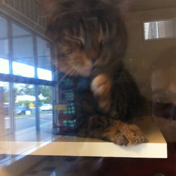 Petco - Female - Pet Training Near Me - Commack, New York