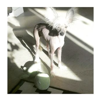 Fur Bar - Pet Groomers Near Me - Toronto, Ontario
