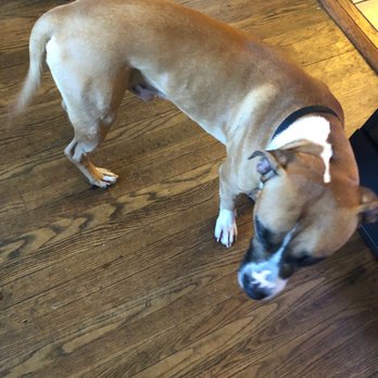 PetSmart - After his stay - Pet Stores Near Me - Alexandria, Virginia