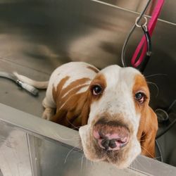 Hound Haven