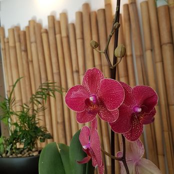 Green Ocean Spa - Massage Near Me - Munich, BY