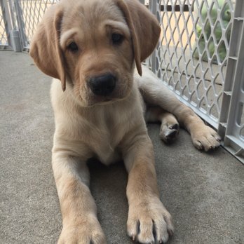 Diamond P Labradors - This is little JMack!  Magick's little brother.  What a doll! - Pets Near Me - Walnut Grove, California