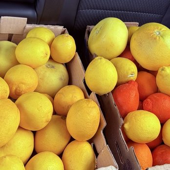 Greenfield Citrus Nursery - 20. Pick - Nurseries & Gardening Near Me - Mesa, Arizona