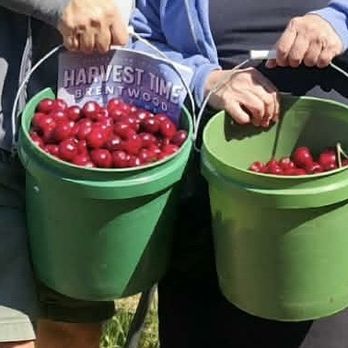 Diablo Cherries - Pick Your Own Farms Near Me - Brentwood, California