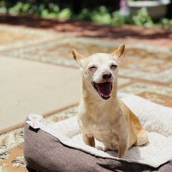 South Shores Pet Clinic - Kelly