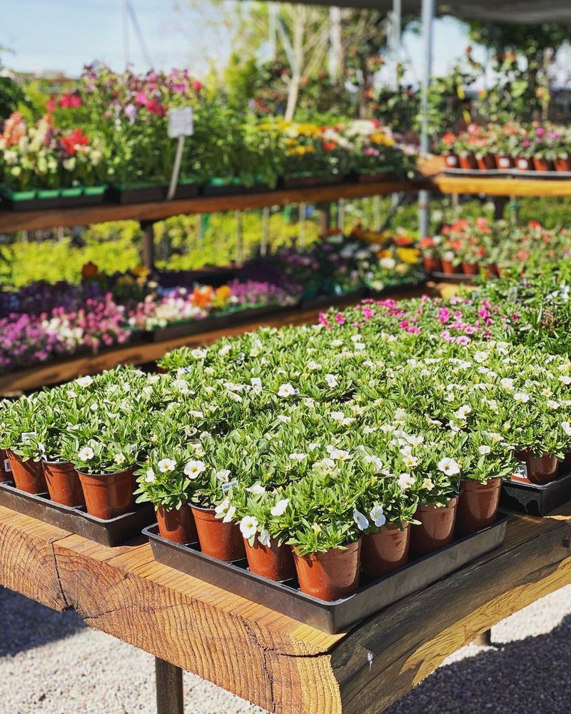 GROVER NURSERY 21 Photos 2825 Kiernan Ave, Modesto, CA Yelp