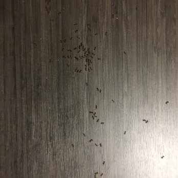 Candlewood Suites Pearl - More Ants. - Hotels Near Me - Pearl, Mississippi Candlewood Suites Pearl - More Ants. - Hotels Near Me - Pearl, Mississippi