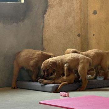 Puppies & Yoga - Golden Retrievers - Yoga Near Me - Providence, Rhode Island Puppies & Yoga - Golden Retrievers - Yoga Near Me - Providence, Rhode Island