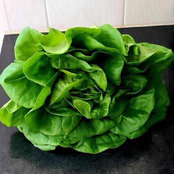 Roothouse Aquaponics - Green butter bibb - Farmers Market Near Me - Batavia, Ohio