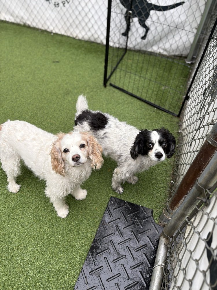 York Bark & Play Image